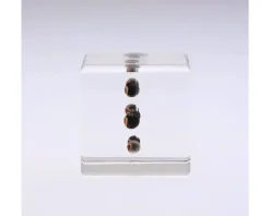 MIYA Company Sola Cube Balloon Plant New